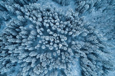 Kuş bakışı görüşten kış boyunca bir dronla yakalanan yoğun karlı orman..