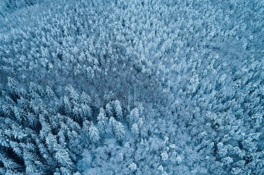 Kuş bakışı görüşten kış boyunca bir dronla yakalanan yoğun karlı orman..