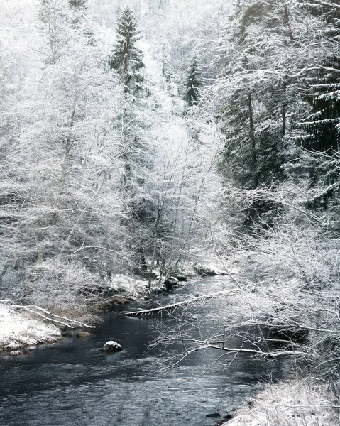 Толстый Снежный Лес Река Амата Переднем Плане — стоковое фото