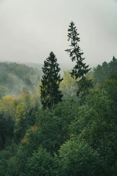 Mattinata Nebbiosa Nella Fitta Foresta Durante Fine Dell Autunno — Foto Stock