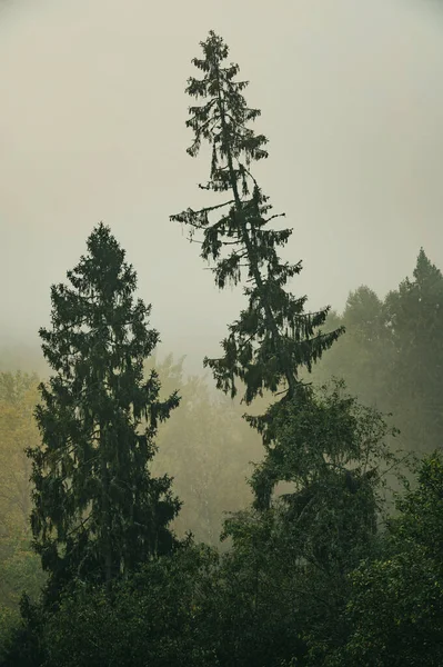 Mattinata Nebbiosa Nella Fitta Foresta Durante Fine Dell Autunno — Foto Stock