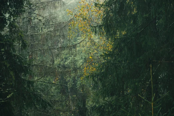 Туманное Утро Густом Лесу Конце Осени — стоковое фото