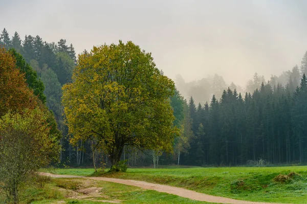 Albero Solitario Foggy Mattina Nella Fitta Foresta Durante Fine Dell — Foto Stock