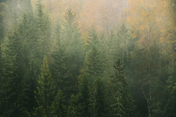 Foggy Morning Thick Forest End Autumn — Stock Photo, Image