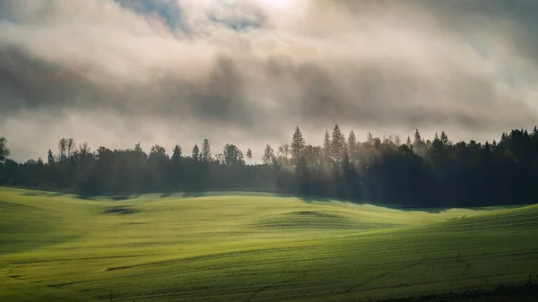 Beaux Rayons Soleil Sur Une Forêt Épaisse Pendant Matinée Automne — Photo