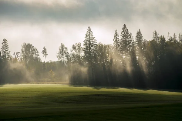 Gyönyörű Napsugarak Sűrű Erdőben Ősszel Reggel — Stock Fotó