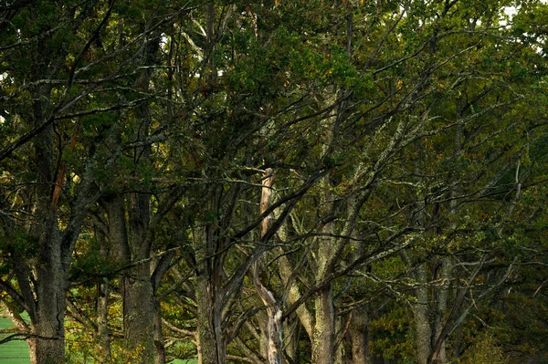 Carvalhos Velhos Durante Nascer Sol Outono — Fotografia de Stock