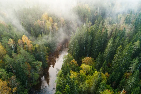 Aerial View River Surrounded Thick Forest Foggy Autumn Morning — Stock Photo, Image