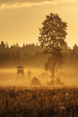 Arka planda tarım alanı ve orman olan puslu gündoğumu manzarası