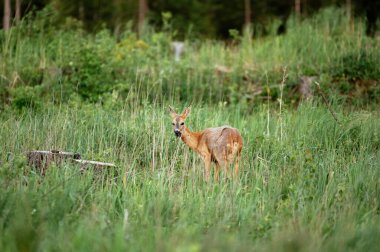 Genç Roe geyiği ormanda odun arıyor, güneş doğarken yakalandı..
