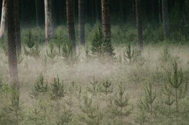 Sonbaharda soğuk gündoğumunda sisli orman sahnesi