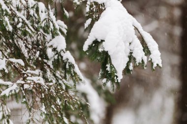Kış sahnesi, soğuk kış boyunca karla kaplı ormana.