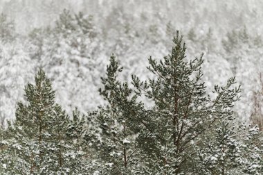 Kış sahnesi, soğuk kış boyunca karla kaplı ormana.