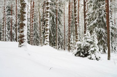 Kış sahnesi, soğuk kış boyunca karla kaplı ormana.