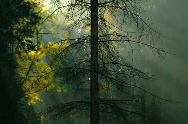 Güneşin doğuşuyla sabah yeşil ıslak orman