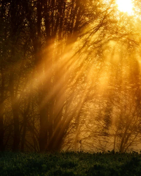 Sonnenaufgang Einem Feuchten Nebligen Wald — Stockfoto