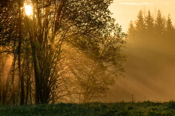 Východ Slunce Vlhkém Mlhavém Lese — Stock fotografie