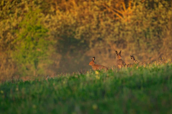 森林里阳光普照 三只野兔出现在前景光明中 — 图库照片