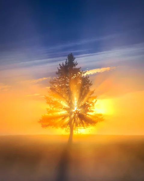 Lonely tree with colourful sunrise background during summer morning