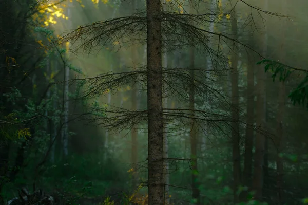 Verde Foresta Umida Mattino Durante Alba Con Raggi Del Sole — Foto Stock