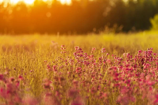 Mooie Kleurrijke Weide Bloemen Bij Zonsopgang — Stockfoto