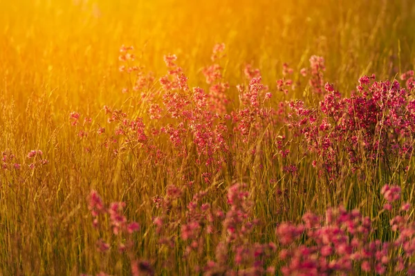 Mooie Kleurrijke Weide Bloemen Bij Zonsopgang — Stockfoto