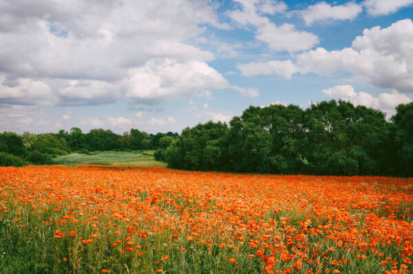 Poppy field during sunny summer day 