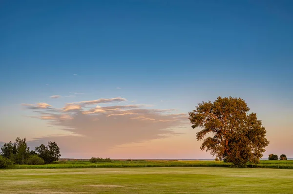 Duże Drzewa Parkach Zieloną Trawą Błękitnym Niebem — Zdjęcie stockowe