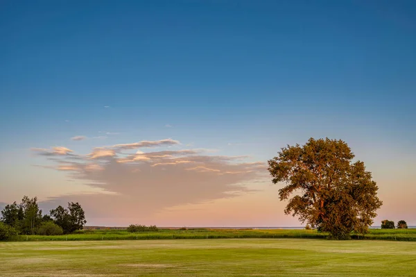 Big Trees Parks Green Grass Blue Sky — Stock Photo, Image