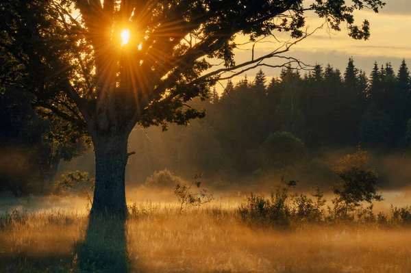 Schöne Bunte Wiese Bei Sommerlichem Sonnenaufgang — Stockfoto