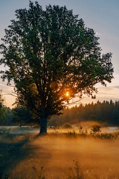 Schöne Bunte Wiese Bei Sommerlichem Sonnenaufgang — Stockfoto