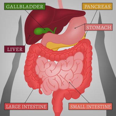 Body Internal Parts