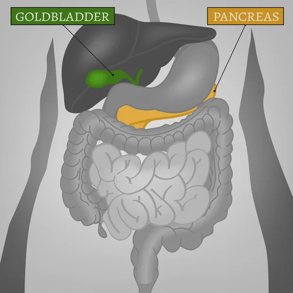 Partes internas del cuerpo — Archivo Imágenes Vectoriales