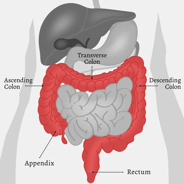 Partes internas del cuerpo — Vector de stock