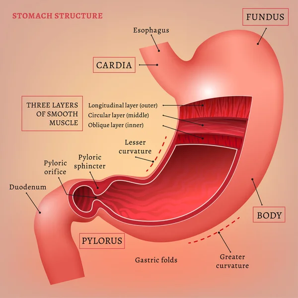 Immagine dello stomaco vettoriale — Vettoriale Stock