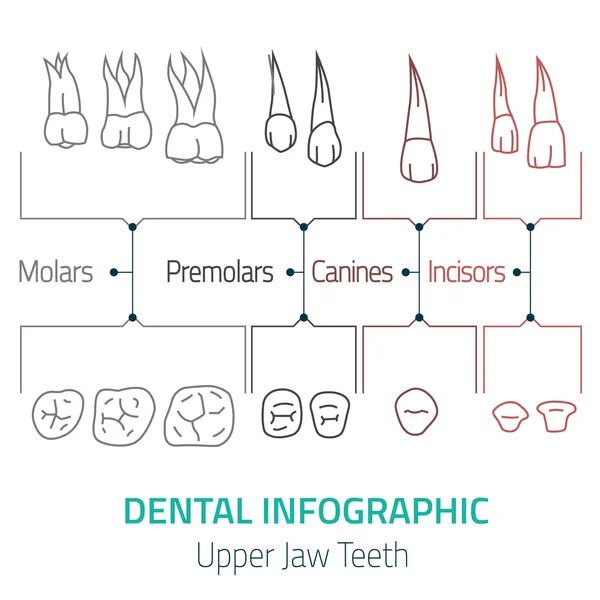 Vector de infografía dental — Vector de stock