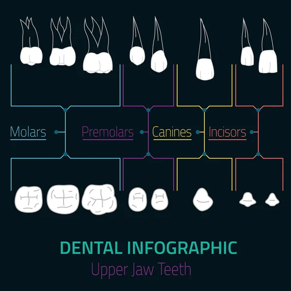 치아 Infographic 벡터 — 스톡 벡터