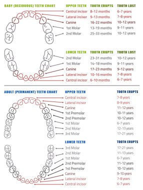 İnsan dişleri Infographic. Diş Infographic