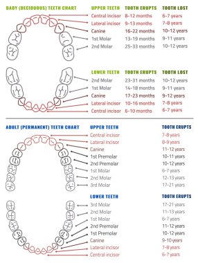 Human teeth infographic. Teeth Infographic clipart