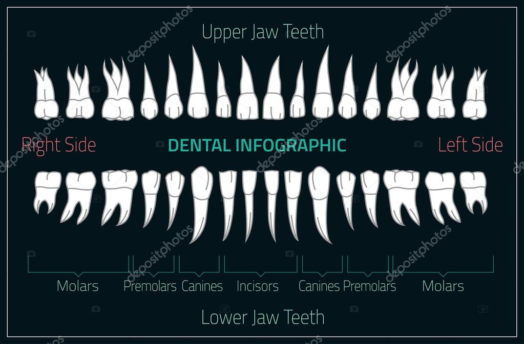 Human teeth infographic. Teeth infographic Stock Vector by ©annyart
