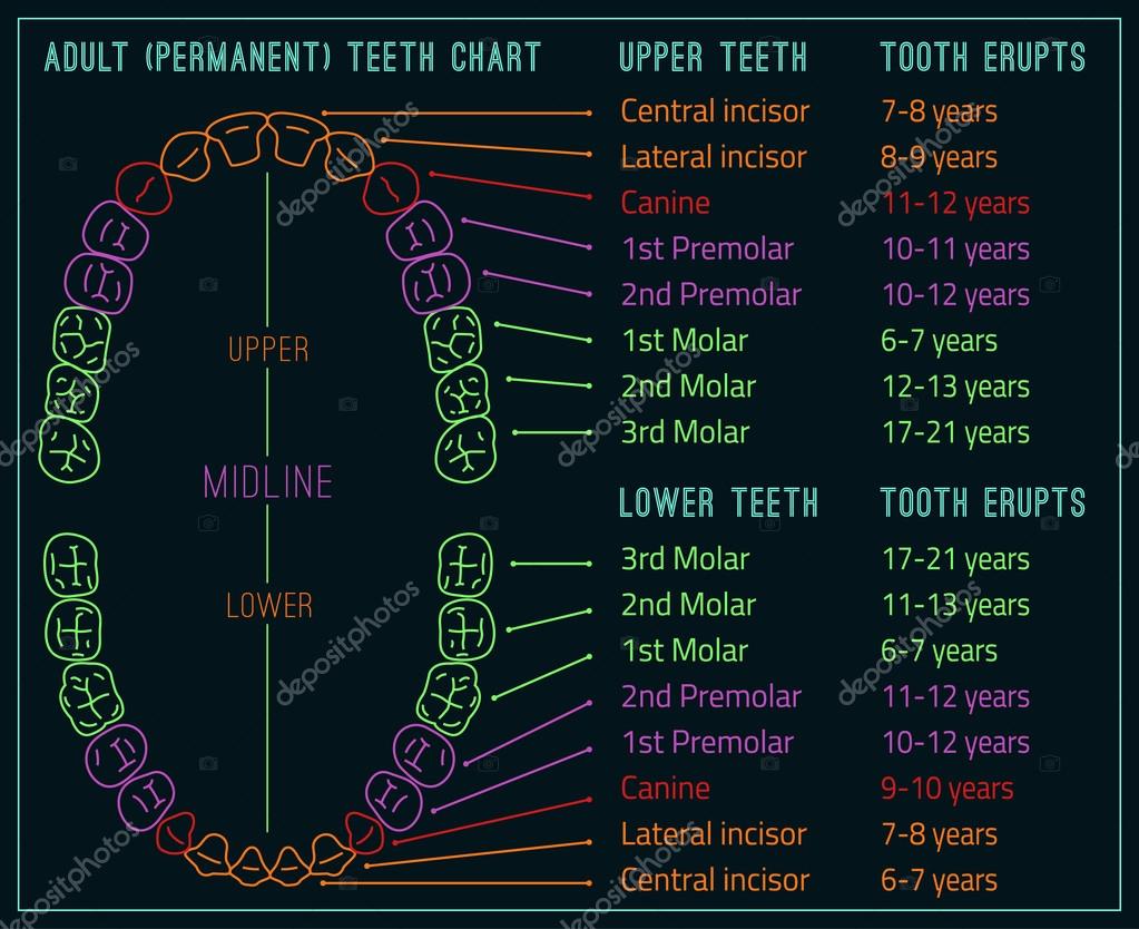 Human Teeth Number Chart