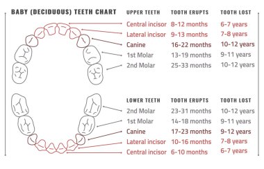 Diş Infographic vektör