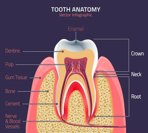 Tanden vector anatomie — Stockvector