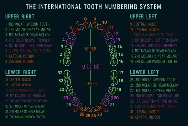 Dientes vector infografía — Vector de stock