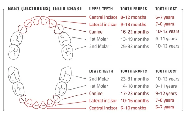 Tanden vector infographic — Stockvector