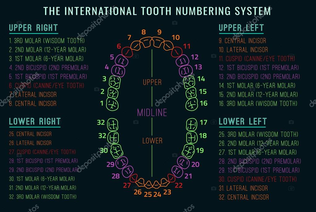 International Tooth Numbering System Chart