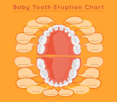 Teeth vector Infographic clipart