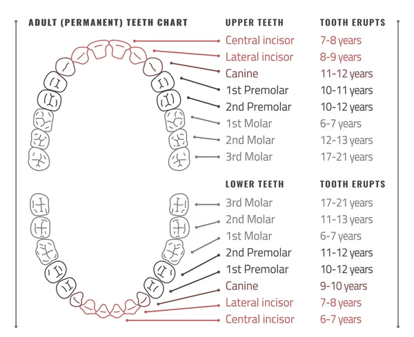 Dientes vector infografía — Vector de stock