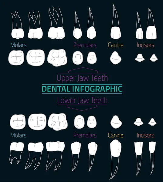 Teeth Infographic 08 B-17 — Stock Vector