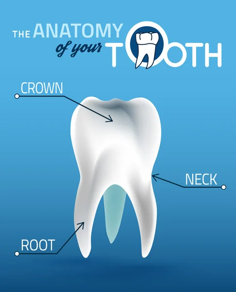 Anatomia wektor ząb — Wektor stockowy